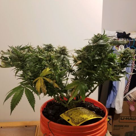 SMO3 growlog photo: I am not sure what went wrong. Bud development stalled and leaves started dying.....?  Hopefully I can get some hashish from her.
