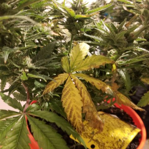 SMO3 growlog photo: I am not sure what went wrong. Bud development stalled and leaves started dying.....?  Hopefully I can get some hashish from her.
