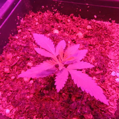 Burning donuts growlog timeline photo