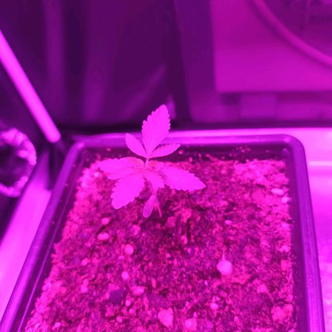 Tropicana Cookies growlog timeline photo