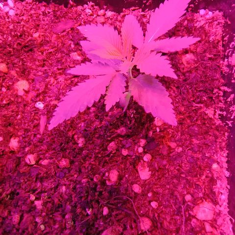 Burning donuts growlog timeline photo