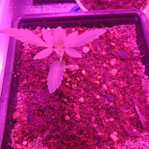 Tropicana Cookies growlog timeline photo