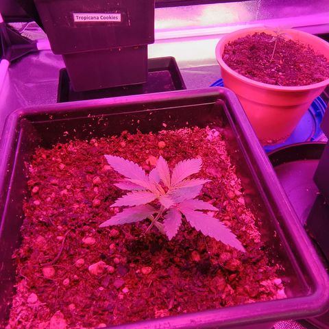 Burning donuts growlog timeline photo