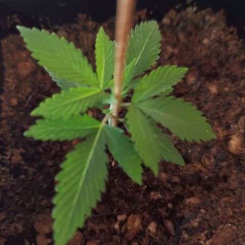 Burning donuts growlog timeline photo
