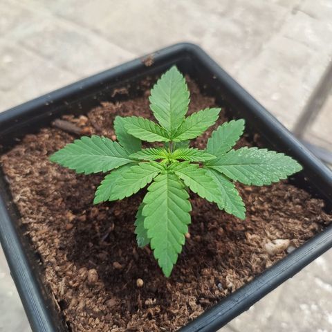 Tropicana Cookies growlog timeline photo