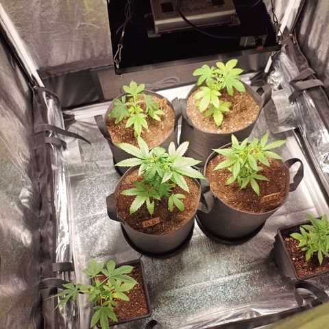 Burning donuts growlog photo: 35 días desde que fueron puestas en tierra