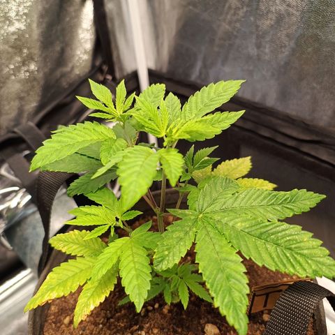 Tropicana Cookies growlog photo: Falta nitrógeno?