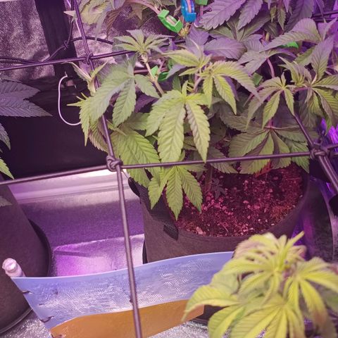 Tropicana Cookies growlog timeline photo