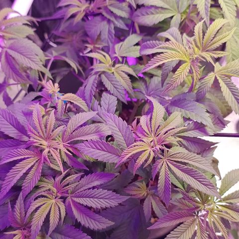 Tropicana Cookies growlog timeline photo