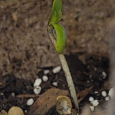 Blue Dream Matic growlog timeline photo