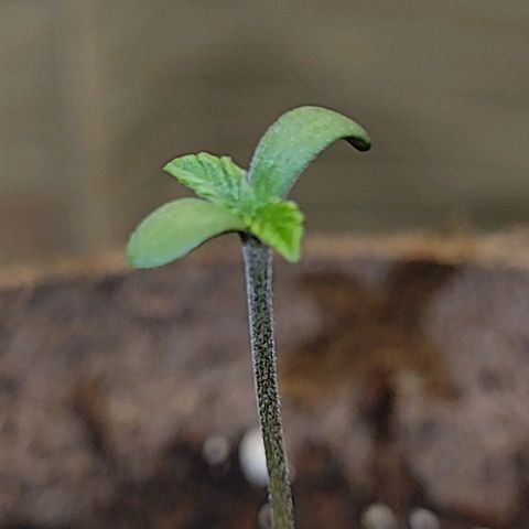 Blue Dream Matic growlog timeline photo