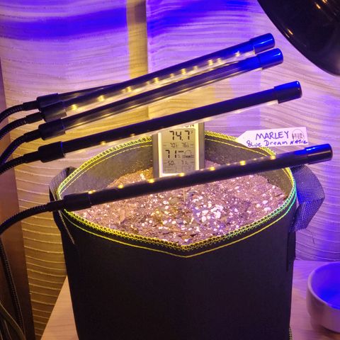Blue Dream Matic growlog timeline photo