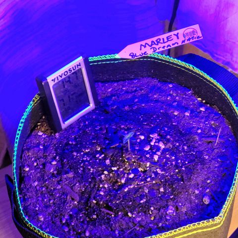 Blue Dream Matic growlog timeline photo