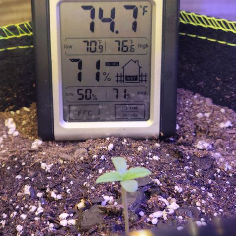 Blue Dream Matic growlog timeline photo