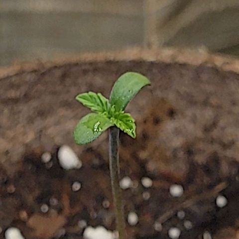 Blue Dream Matic growlog timeline photo