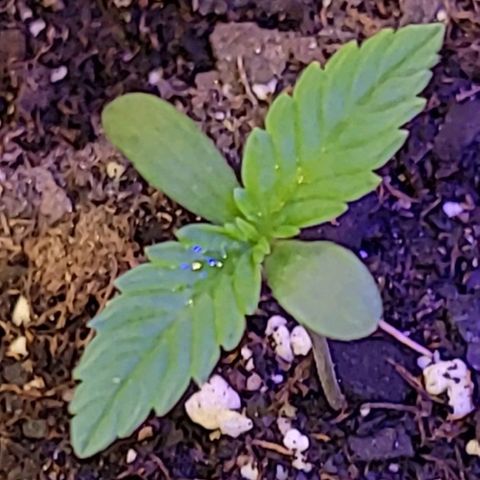 Blue Dream Matic growlog timeline photo