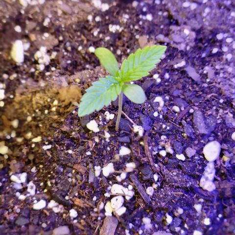 Blue Dream Matic growlog timeline photo