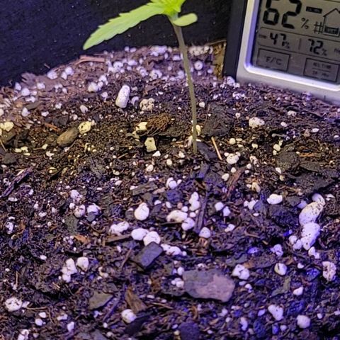 Blue Dream Matic growlog timeline photo