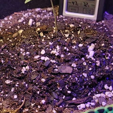 Blue Dream Matic growlog timeline photo