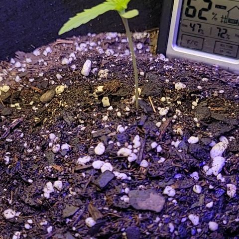 Blue Dream Matic growlog timeline photo