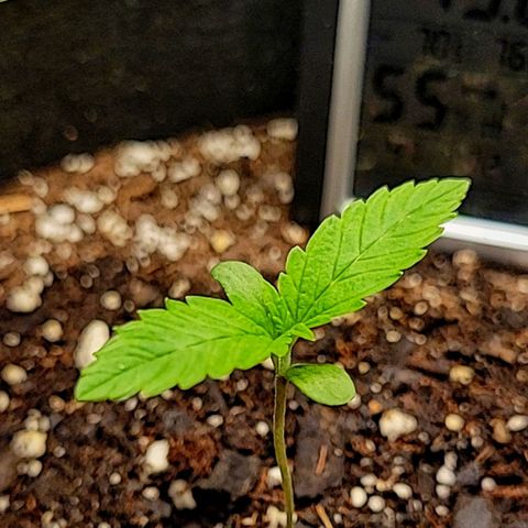 Blue Dream Matic growlog timeline photo