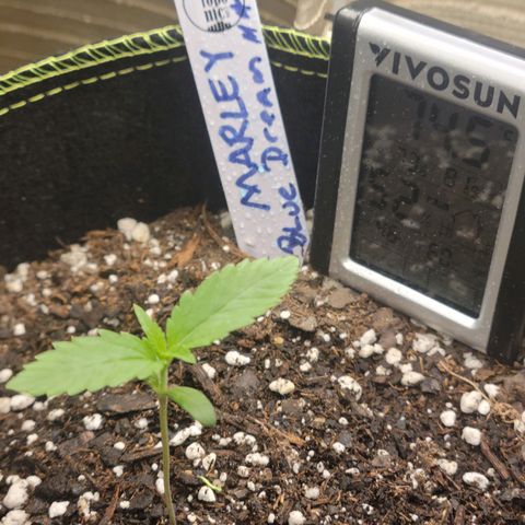 Blue Dream Matic growlog timeline photo