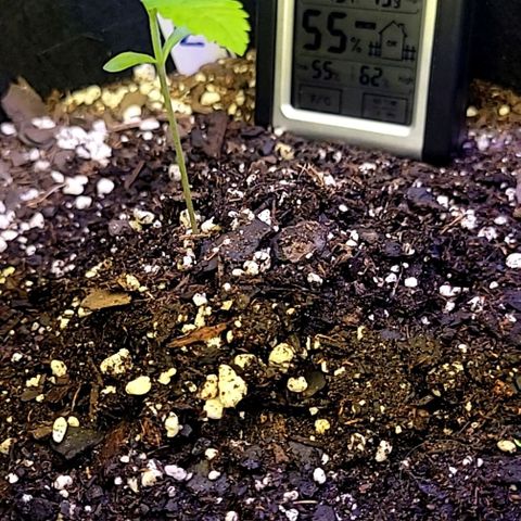 Blue Dream Matic growlog timeline photo