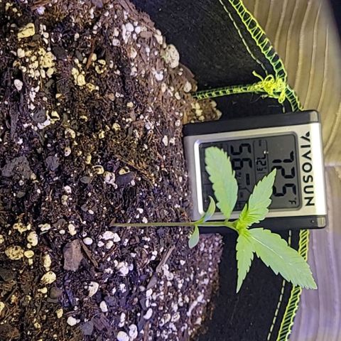 Blue Dream Matic growlog timeline photo
