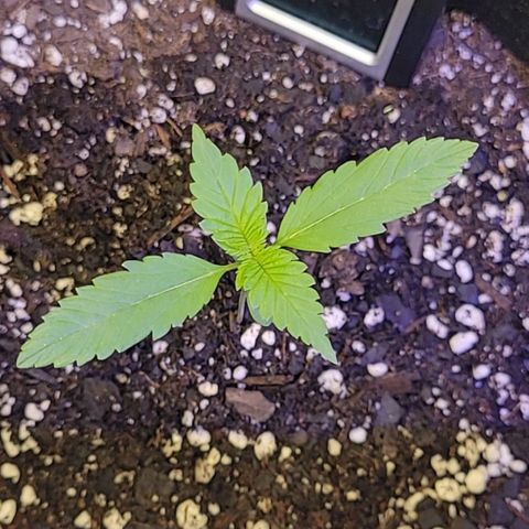 Blue Dream Matic growlog timeline photo