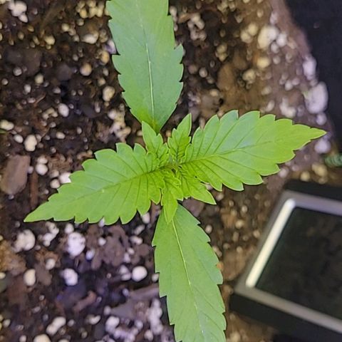 Blue Dream Matic growlog timeline photo