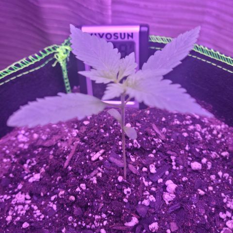 Blue Dream Matic growlog timeline photo