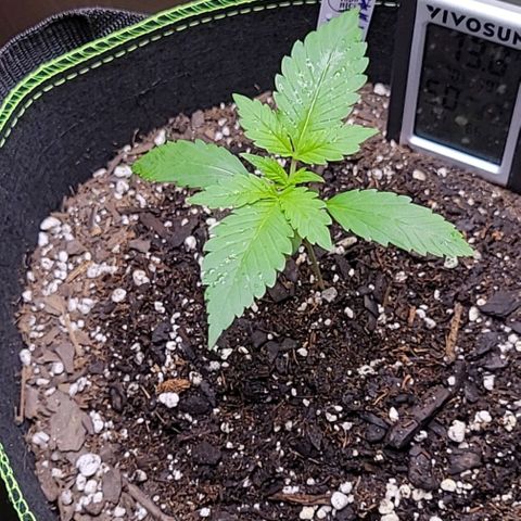 Blue Dream Matic growlog timeline photo