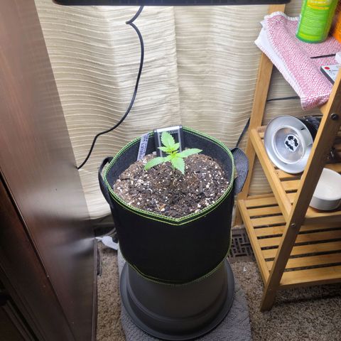 Blue Dream Matic growlog timeline photo