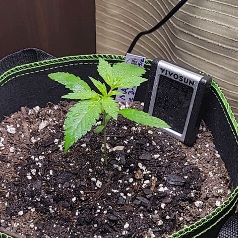 Blue Dream Matic growlog timeline photo