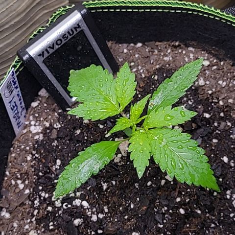 Blue Dream Matic growlog timeline photo