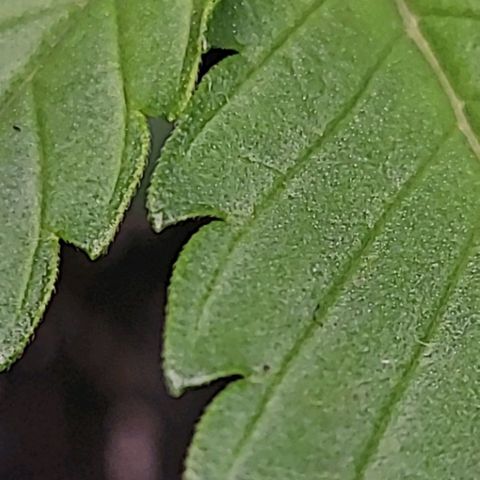 Blue Dream Matic growlog timeline photo