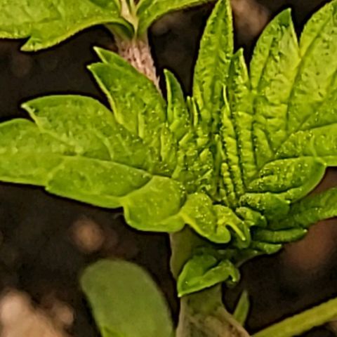 Blue Dream Matic growlog timeline photo