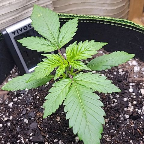 Blue Dream Matic growlog timeline photo