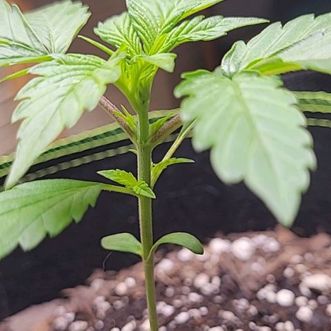 Blue Dream Matic growlog timeline photo