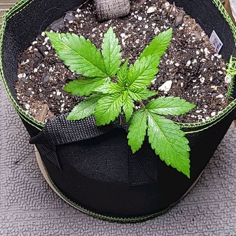 Blue Dream Matic growlog timeline photo