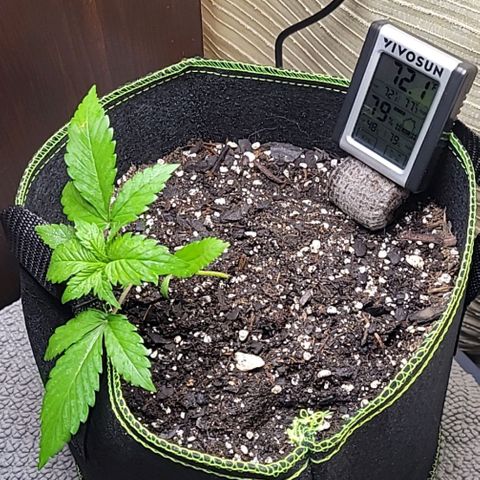Blue Dream Matic growlog timeline photo