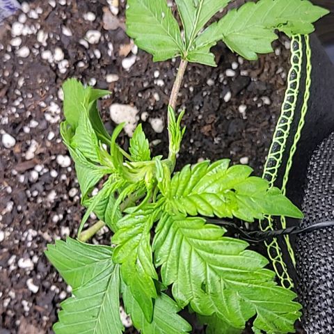 Blue Dream Matic growlog timeline photo