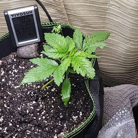 Blue Dream Matic growlog timeline photo