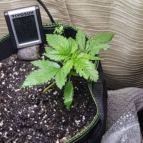 Blue Dream Matic growlog timeline photo
