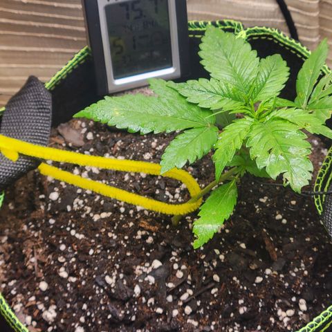 Blue Dream Matic growlog timeline photo