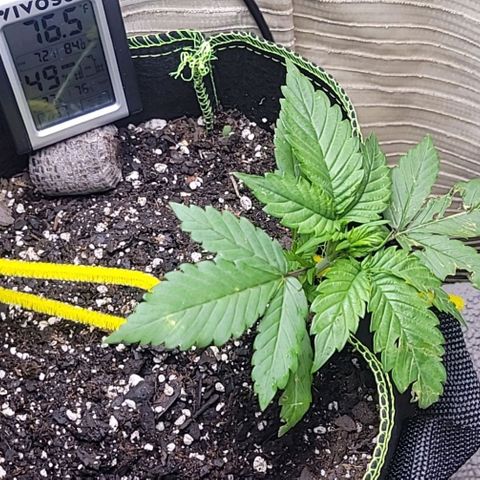 Blue Dream Matic growlog timeline photo