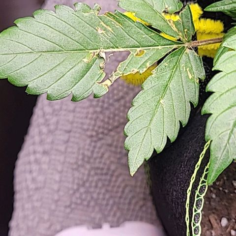 Blue Dream Matic growlog timeline photo