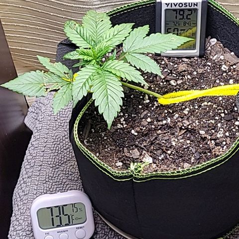 Blue Dream Matic growlog timeline photo