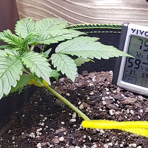 Blue Dream Matic growlog timeline photo