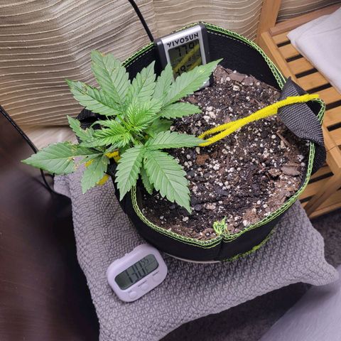 Blue Dream Matic growlog timeline photo